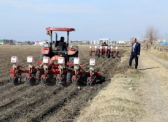 Adana'da mısır ekimi arttı