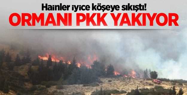 Ormanı PKK yakıyor