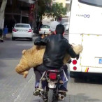 Koyunun Motosiklet Üstünde Yolculuğu Kamerada