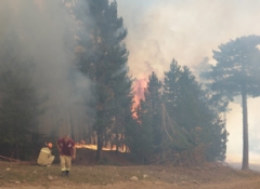  Feke'de orman yangını
