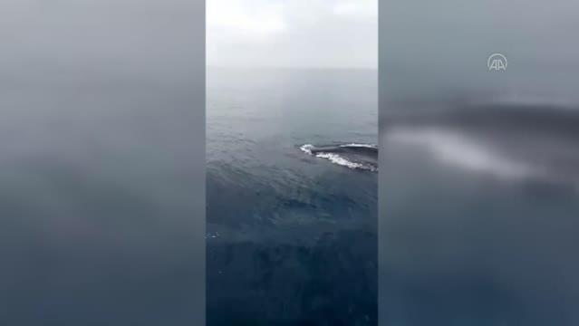 Fin balinası görüntülendi