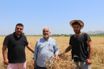 Kozan'da Sezonun İlk Buğday Hasadı