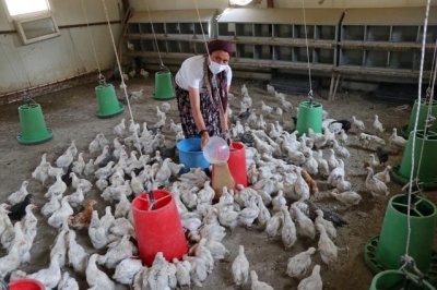 300 civciv, kadın çiftçiye emanet edildi