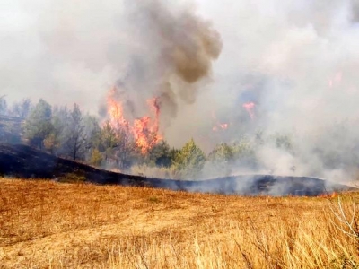 Adana'da anız yangını ormana sıçradı