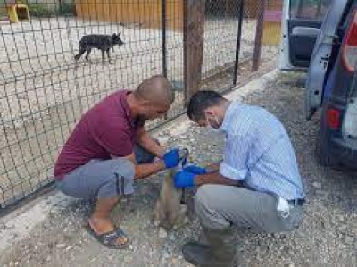 Feke'de köpekler aşılandı