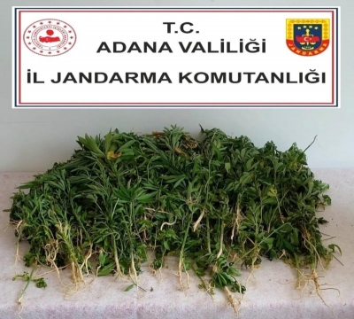 Adana'da 106 kök kenevir Yakalandı