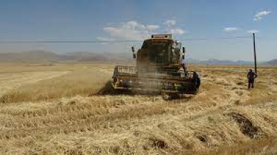 Tufanbeyli'de Bereketli Buğday Hasadı