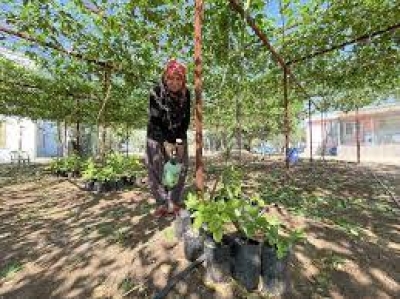 Çiftçilik Yapan Çiftten, Tropikal Meyve Bahçesi Çiftçilik Yapan Çiftten, Tropikal Meyve Bahçesi